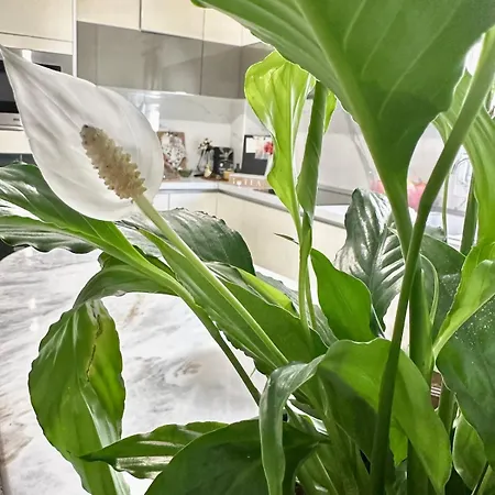 Διαμέρισμα 11 11 Apartment,12minutes From The Aristotelous Square